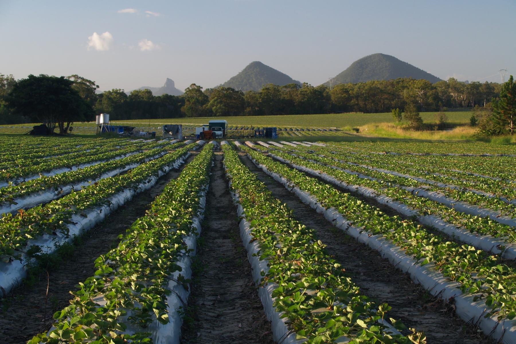 Erdbeerfelder in Queensland, Australien, mit den Glass House Mountains im Hintergrund.