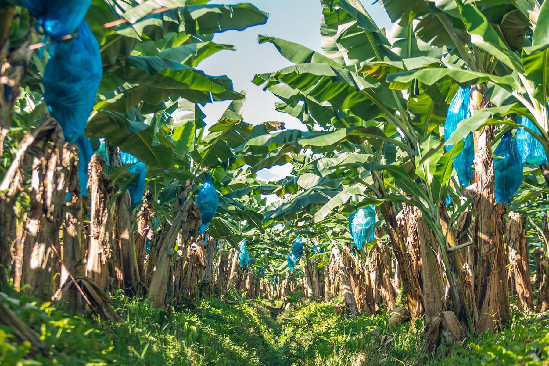 Bananen in blauer Plastikhülle auf einer Plantage.   