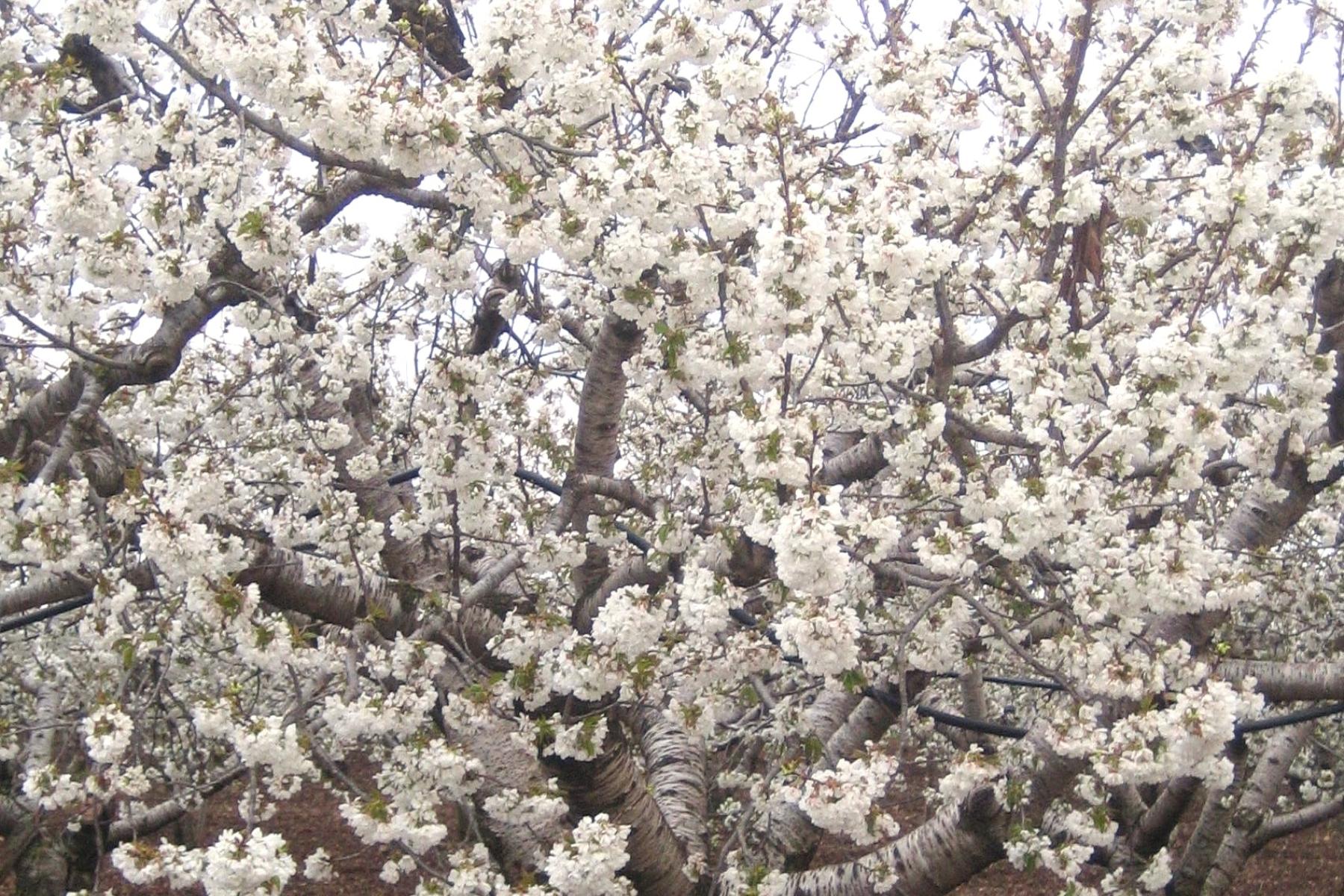 Kirschbaum in voller Blüte