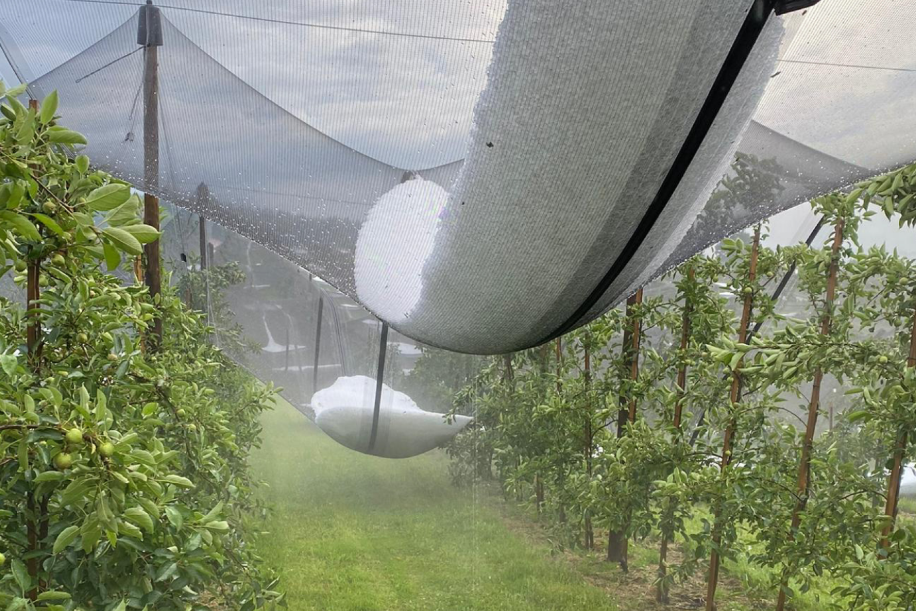 mit Hagel beschwerte Netze über Obstplantage