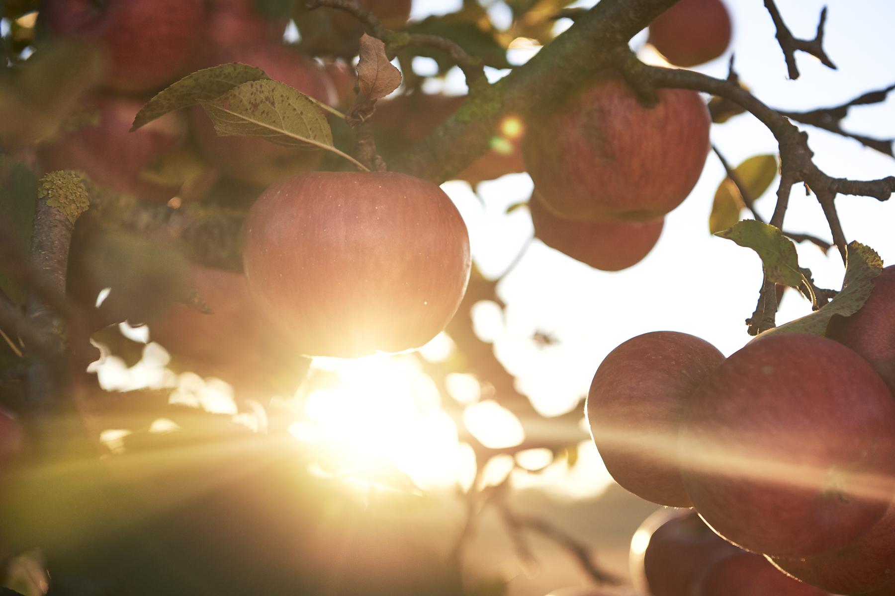 Äpfel am Baum mit Sonnenstrahlen