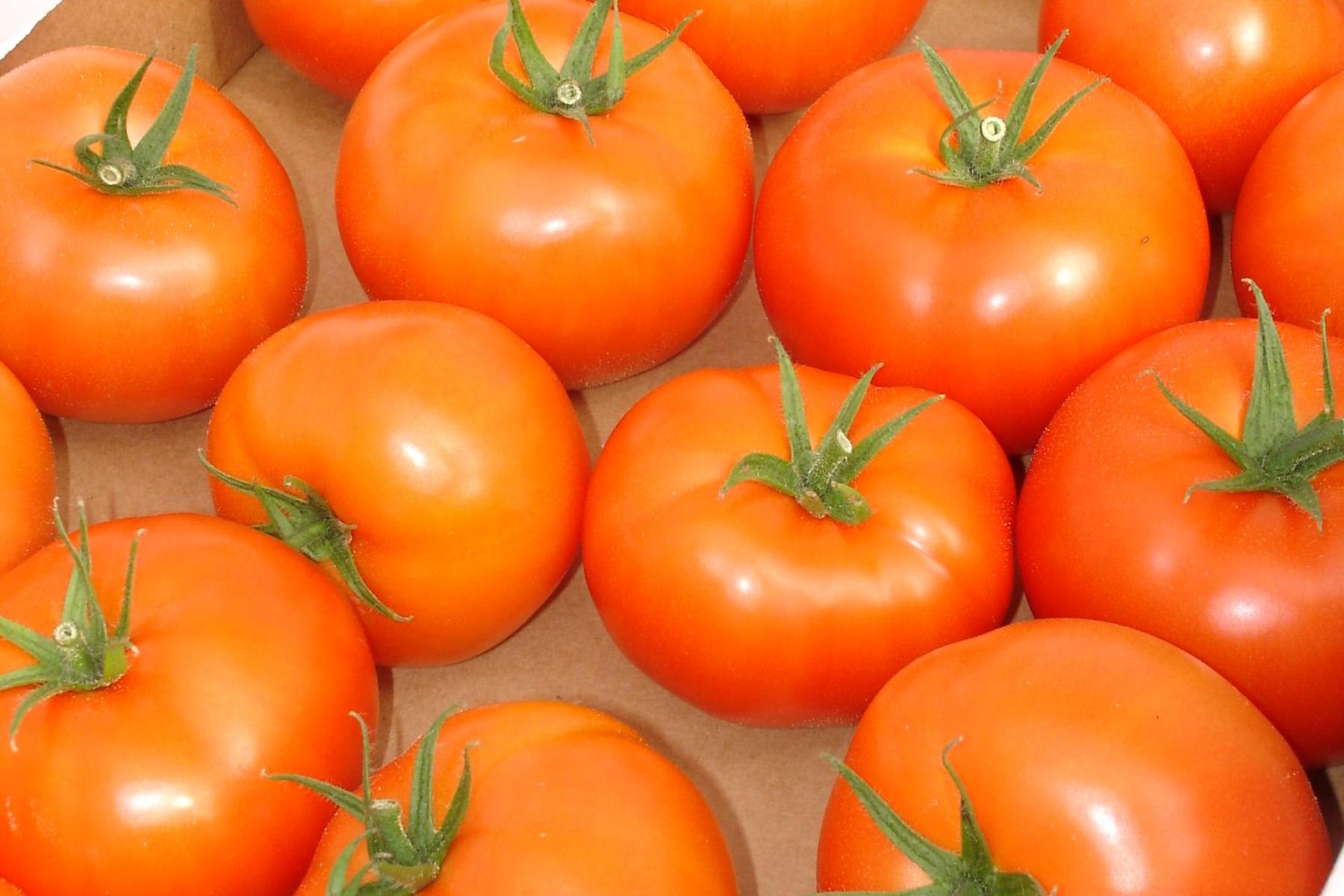 Viele große Tomaten nebeneinander 