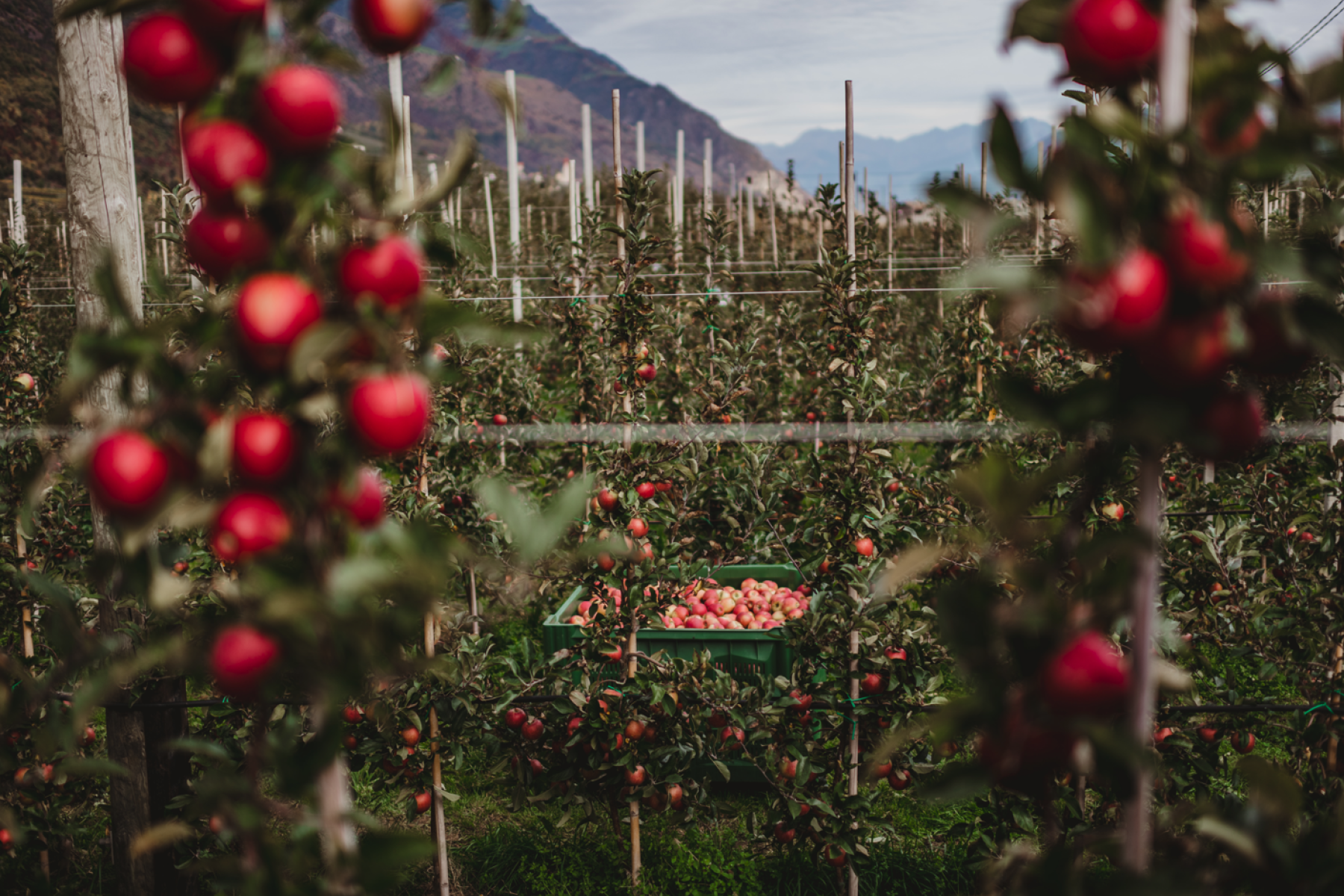 rote Äpfel in einer Plantage