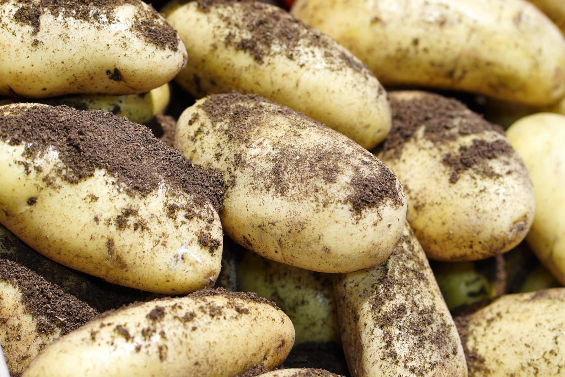 lose Kartoffeln mit Erde