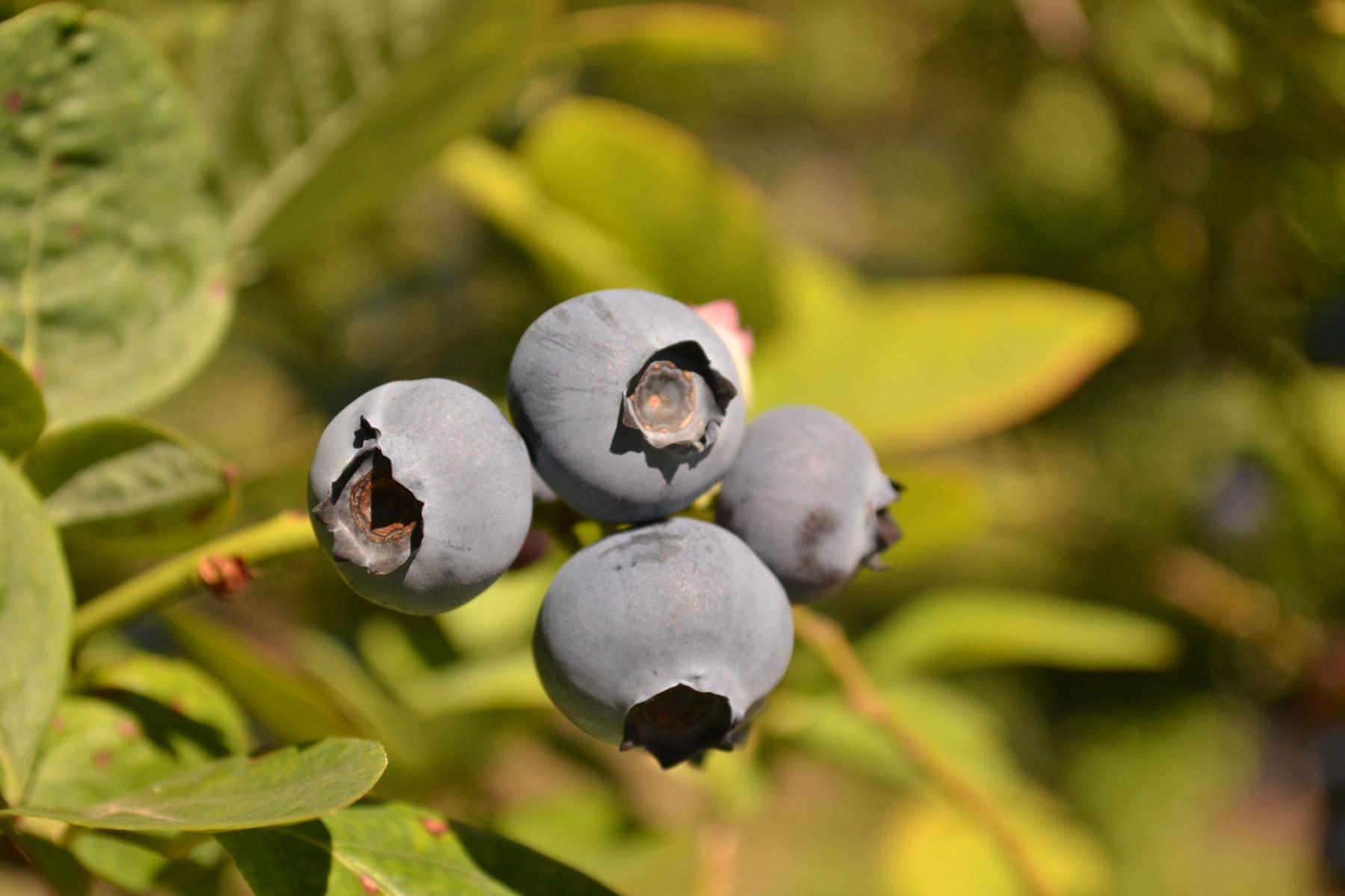 Heidelbeeren