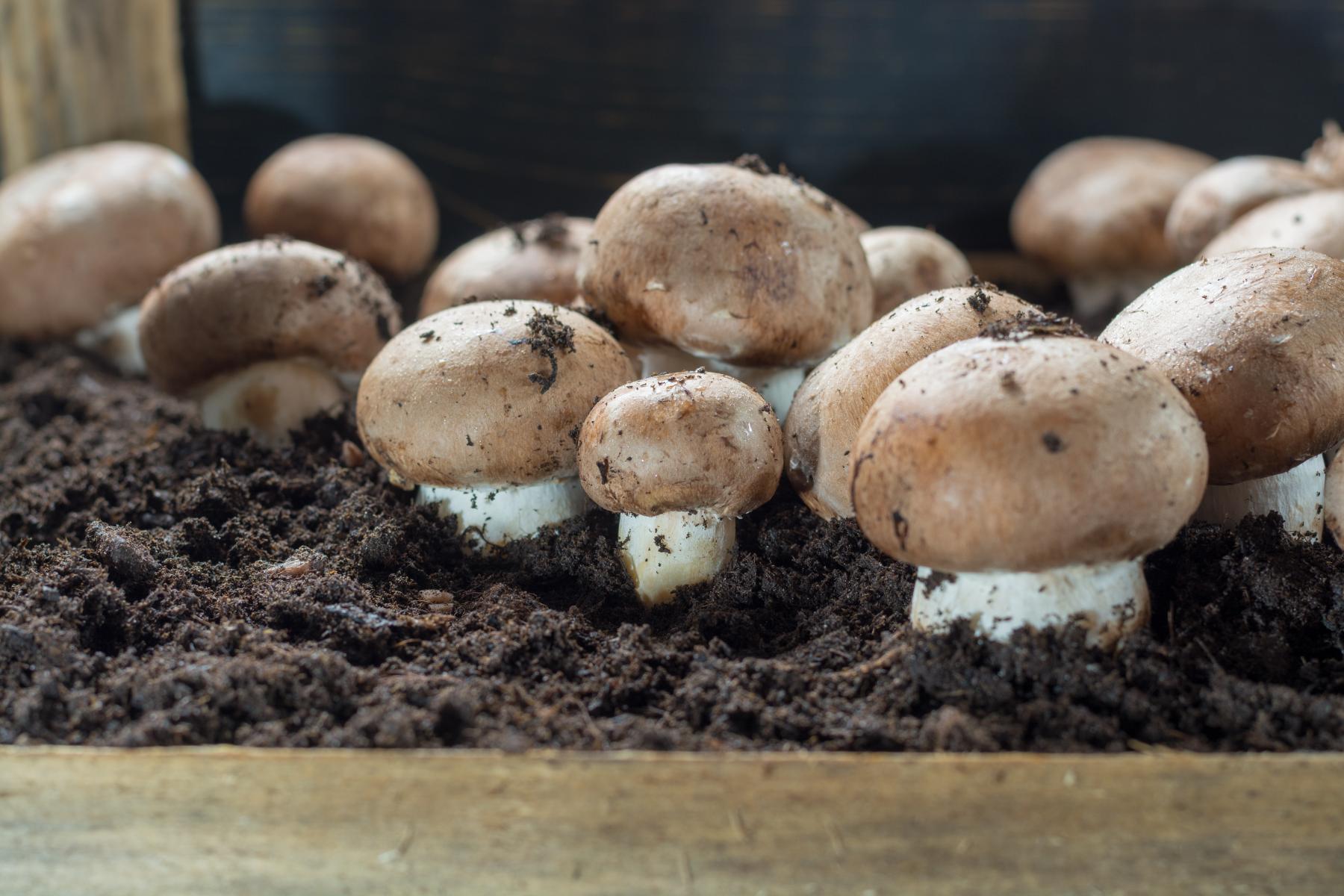 braune Champignons