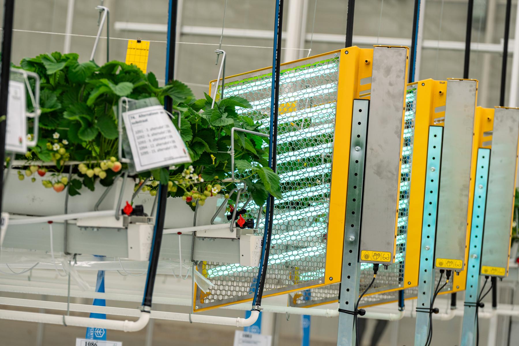 Erdbeeren werden beleuchtet 