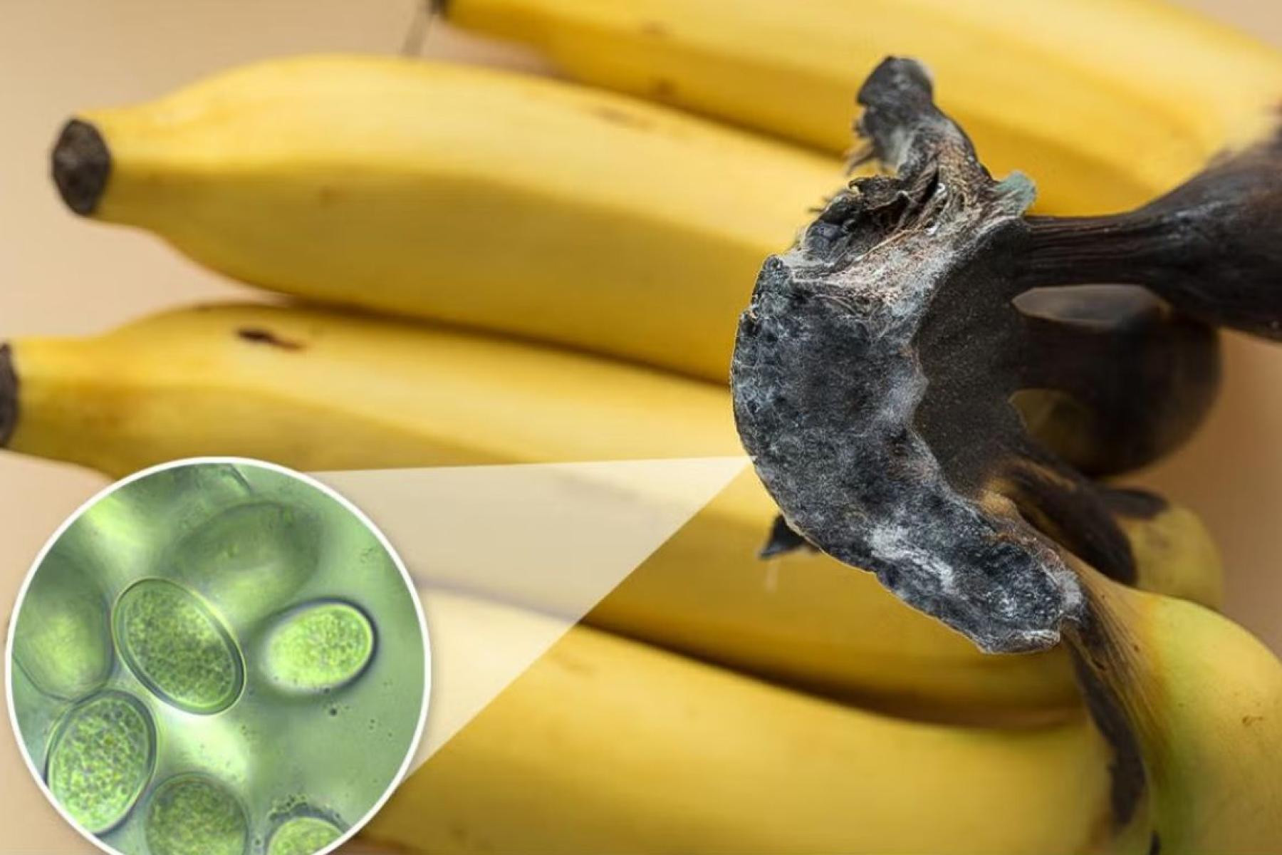 Banane mit mikroskopischer Ansicht von Pilzerregern