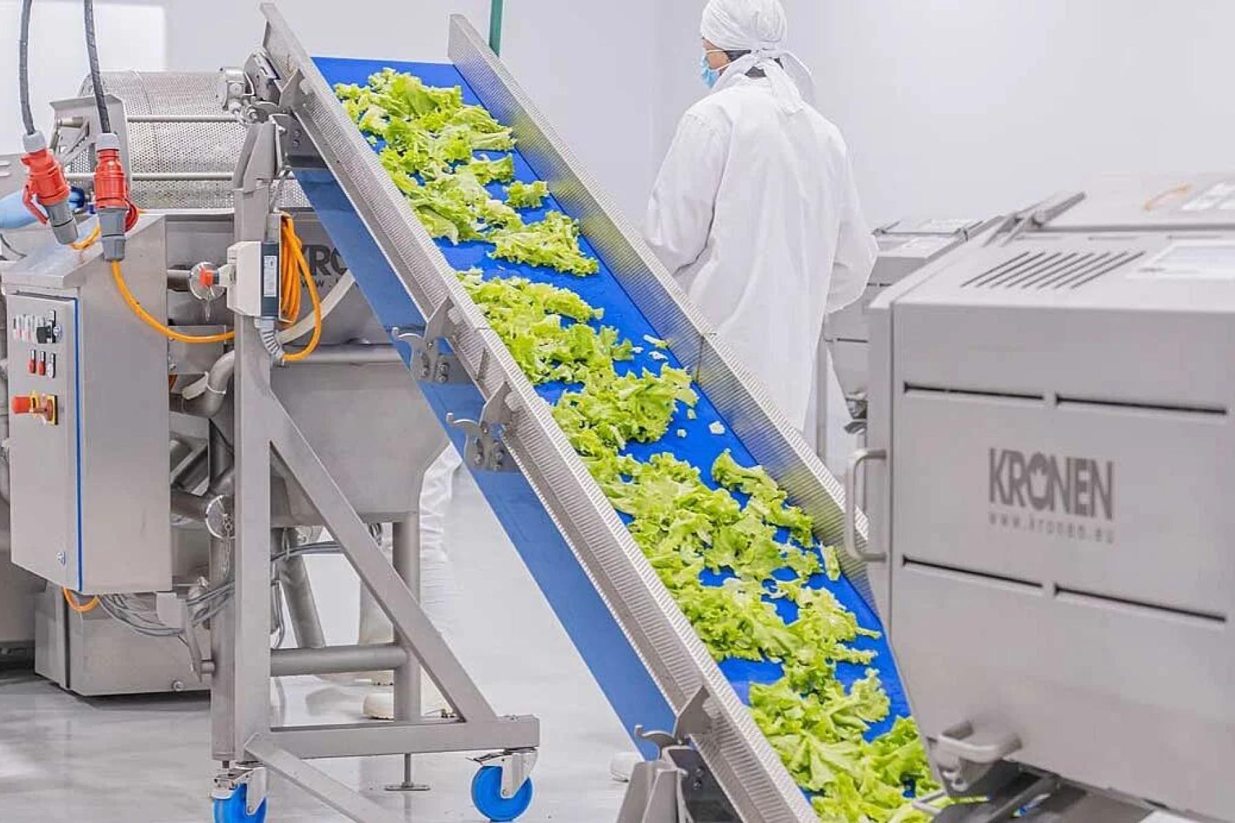 Salat wird auf Maschine transportiert