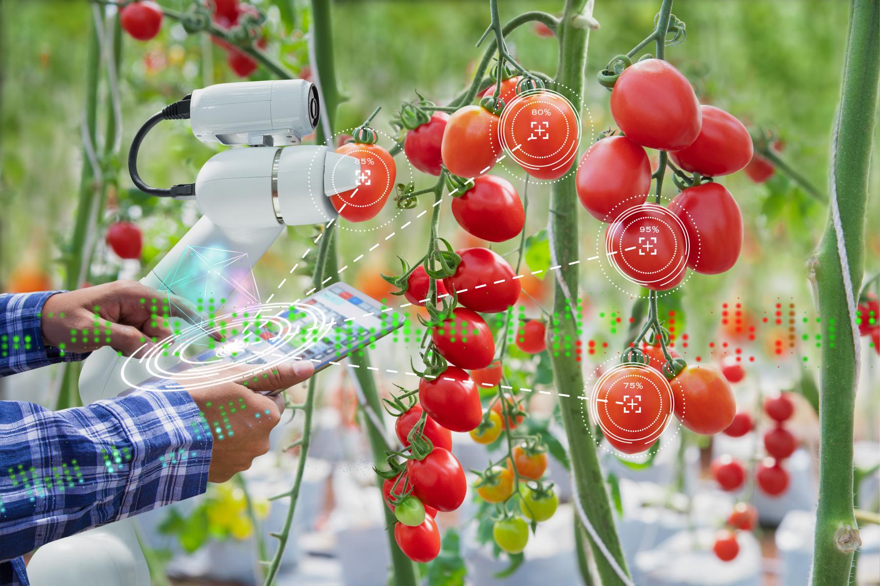 Mann hält Tablet an Tomatenpflanze und Roboter scannt die Tomaten