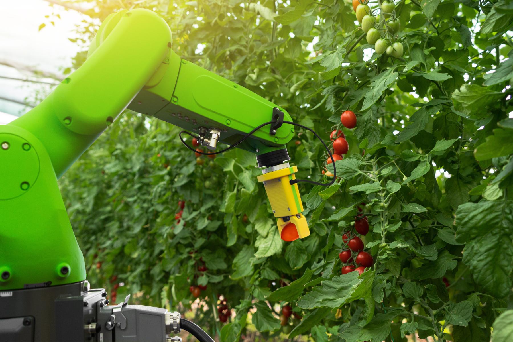 Roboter pflückt Tomaten im Gewächshaus