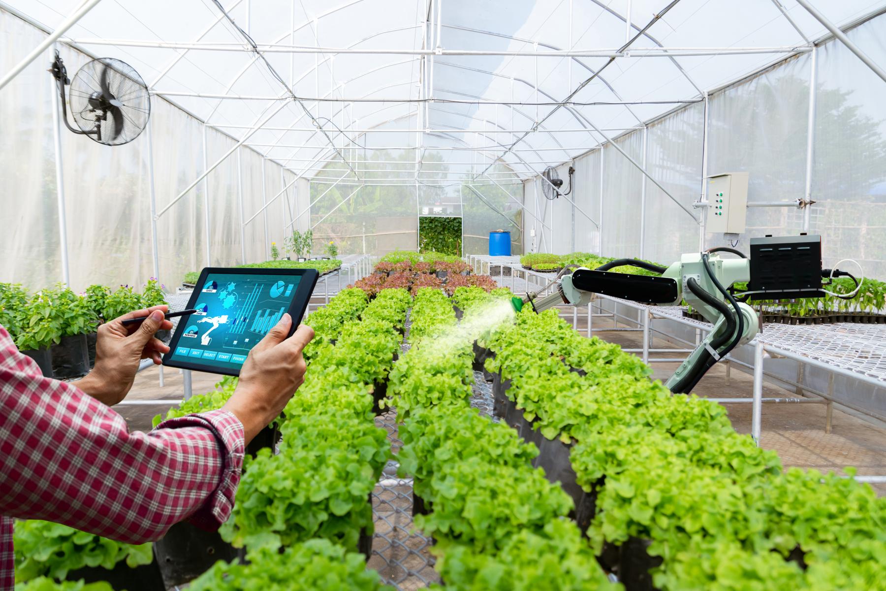 Tablet und Roboter zeigen Daten bei Salat im Gewächshaus