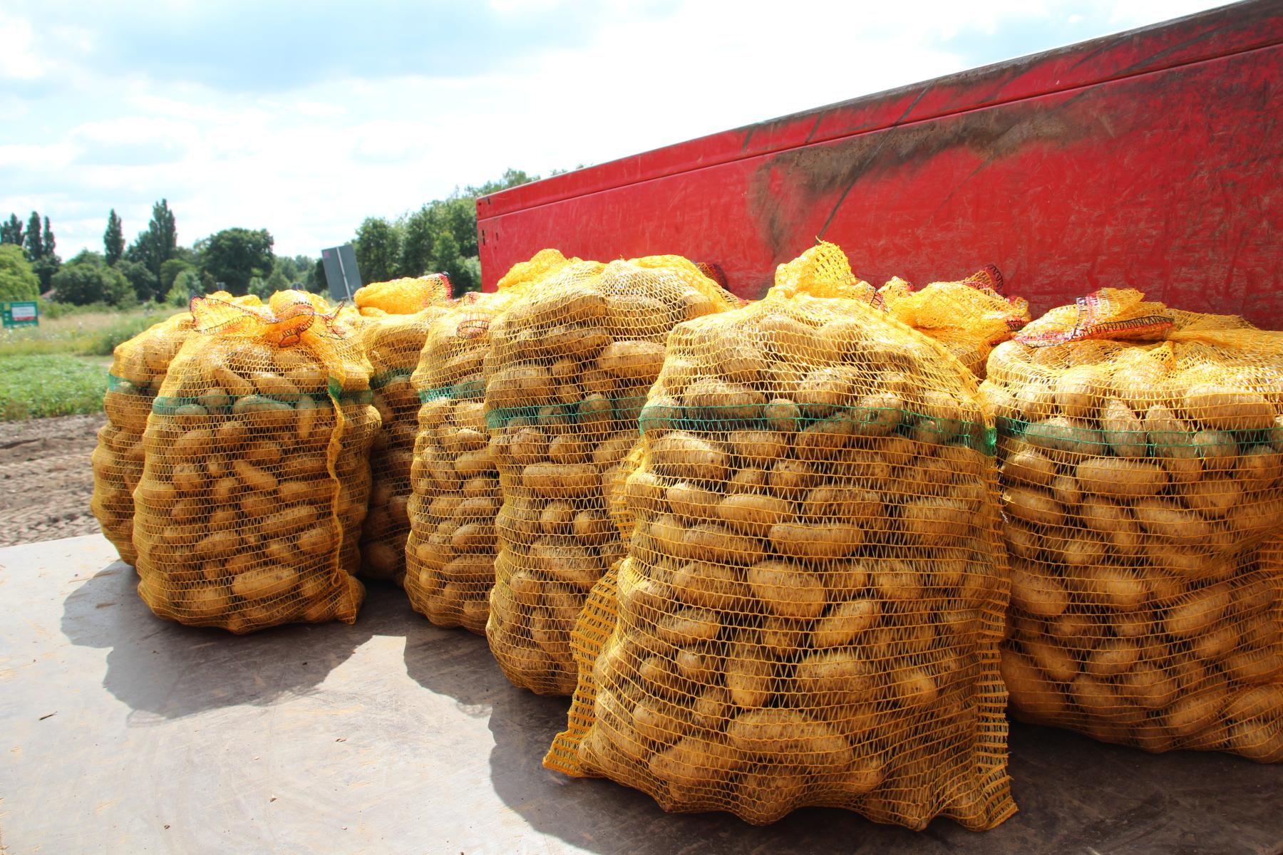 Kartoffeln in Säcke verpackt