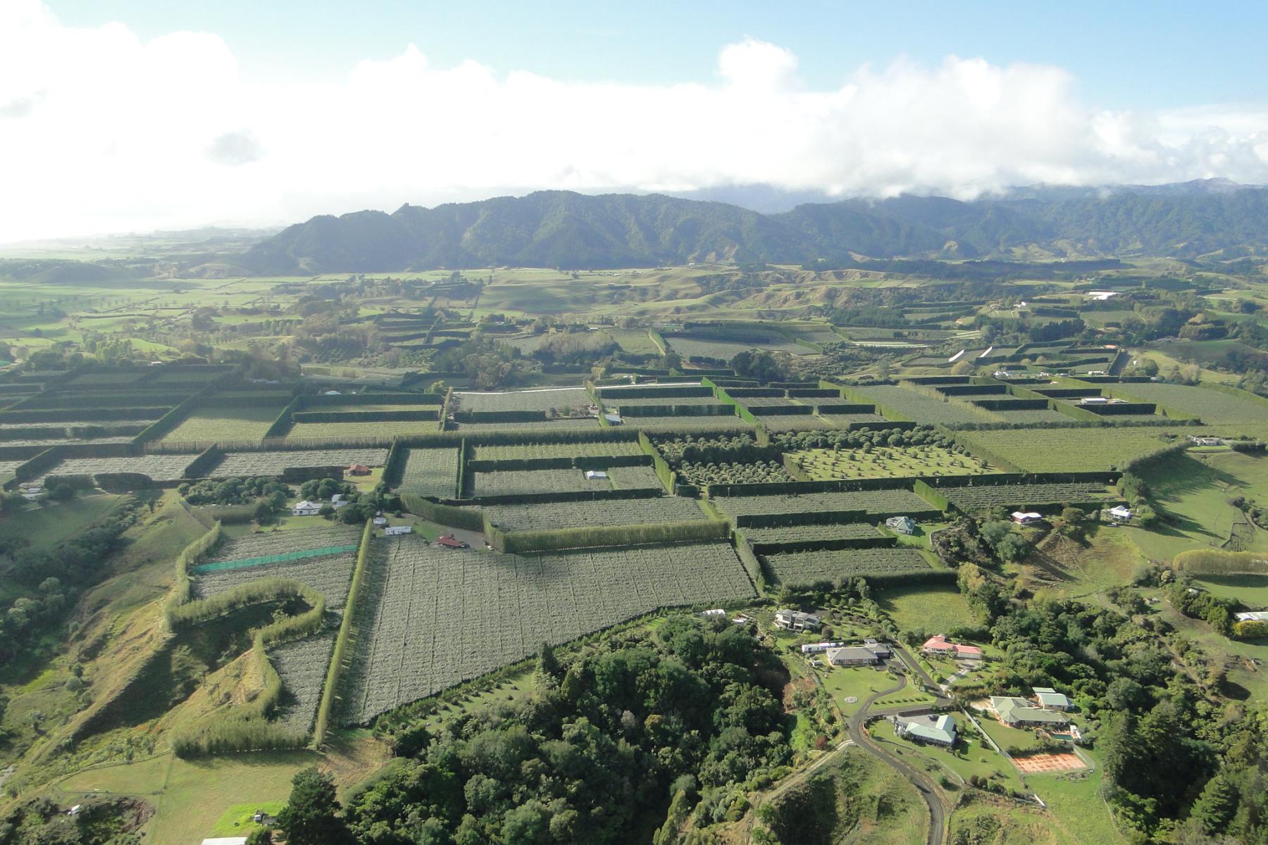 Grüne Kiwiplantagen in Neuseeland aus der Luft fotografiert. 
