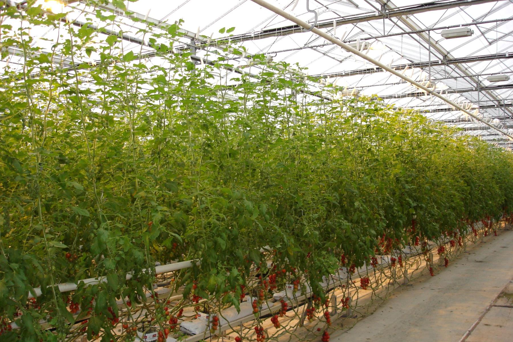 Niederländisches Tomatengewächshaus von innen