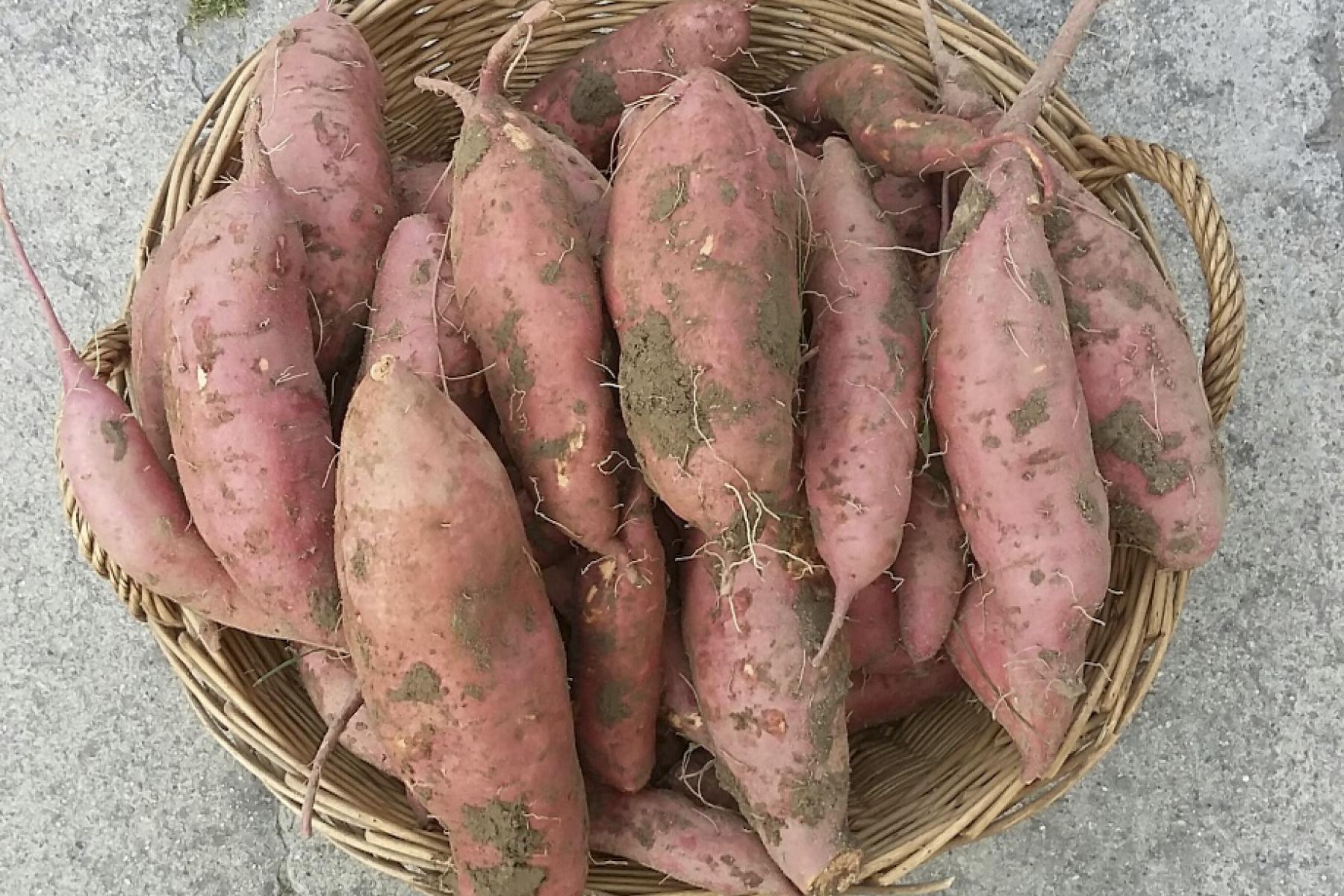 Süßkartoffeln im Korb