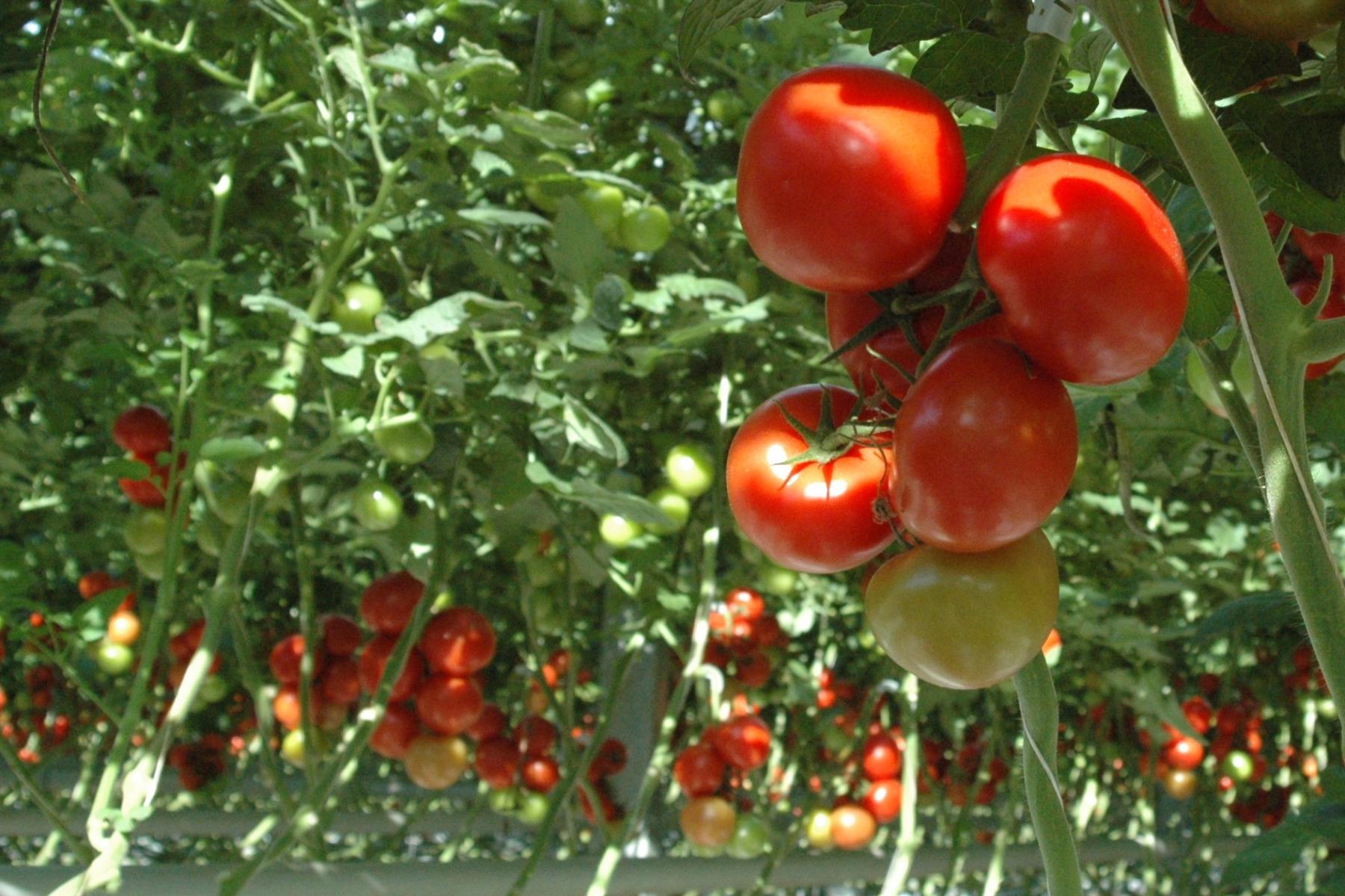 Rote und noch unreife grüne Tomaten hängen an Pflanzen im Gewächshaus.