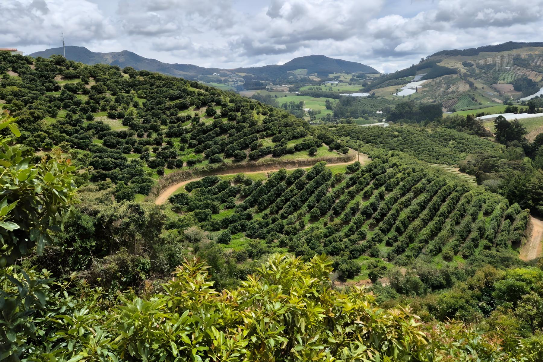 Avocado-Plantage in Kolumbien