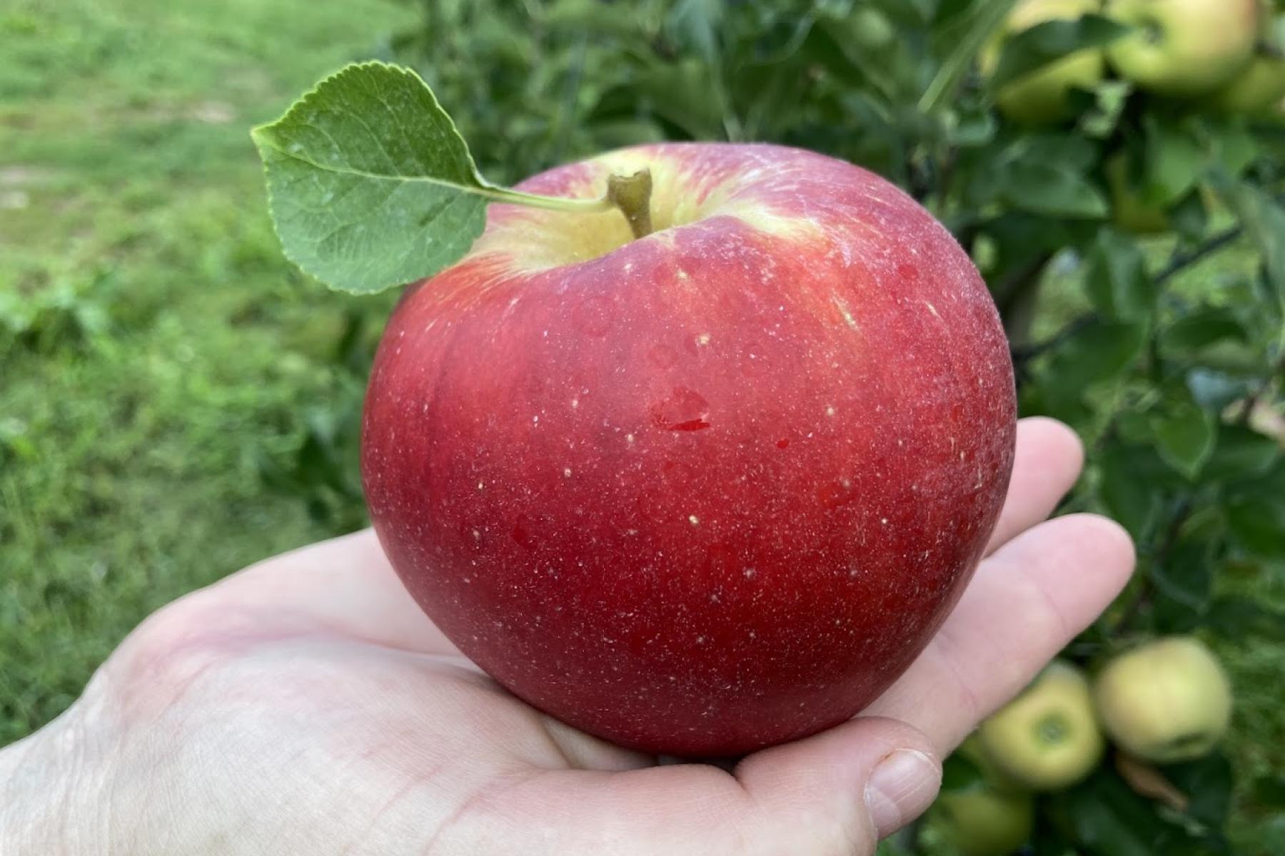 Apfel auf einer Hand