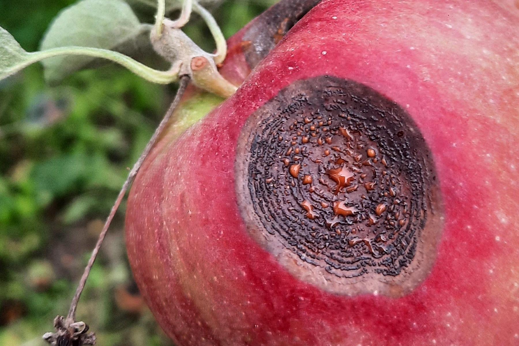 Person hält roten Apfel mit Faulschaden in der Hand