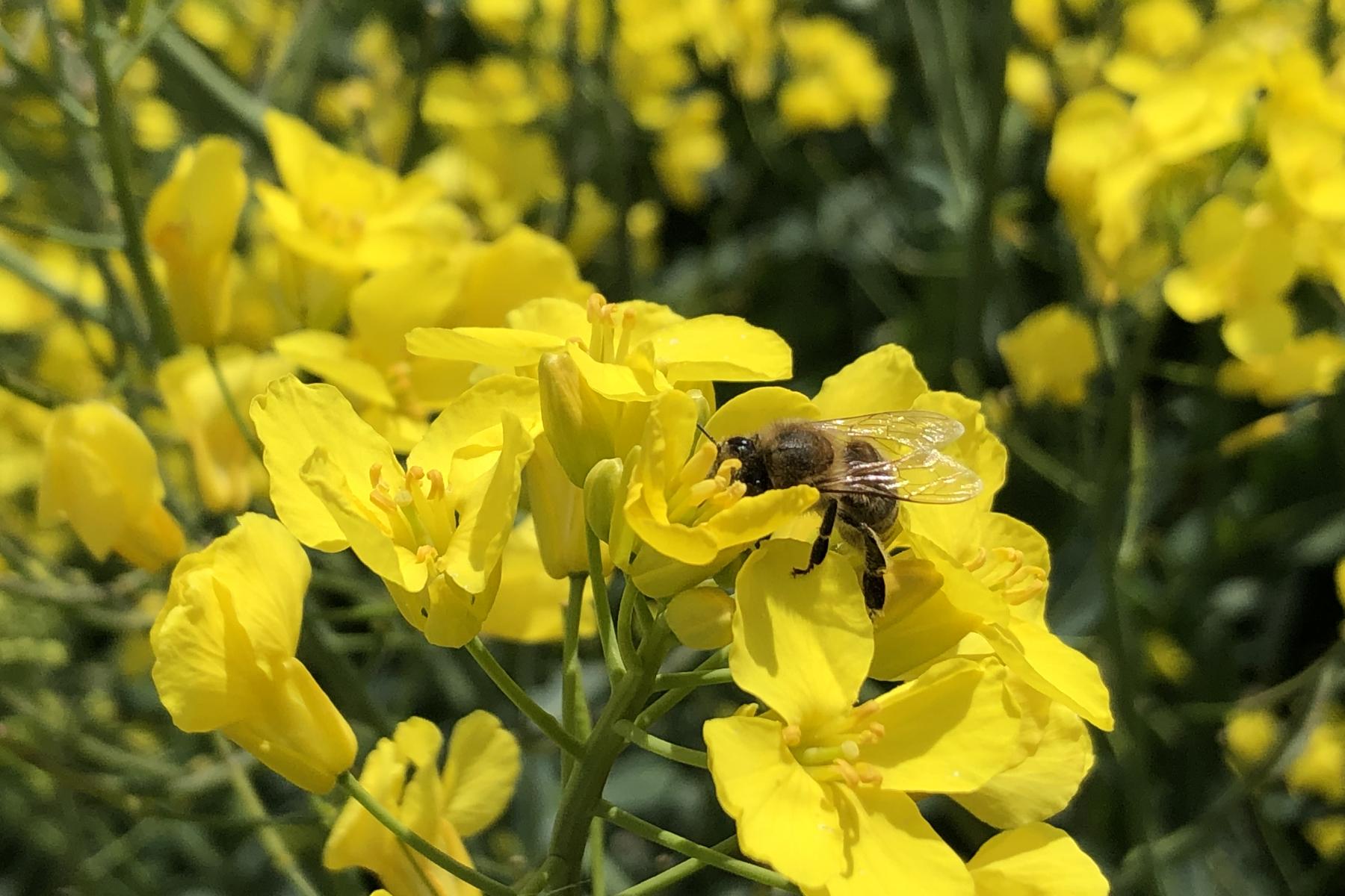 Biene auf gelber Blume