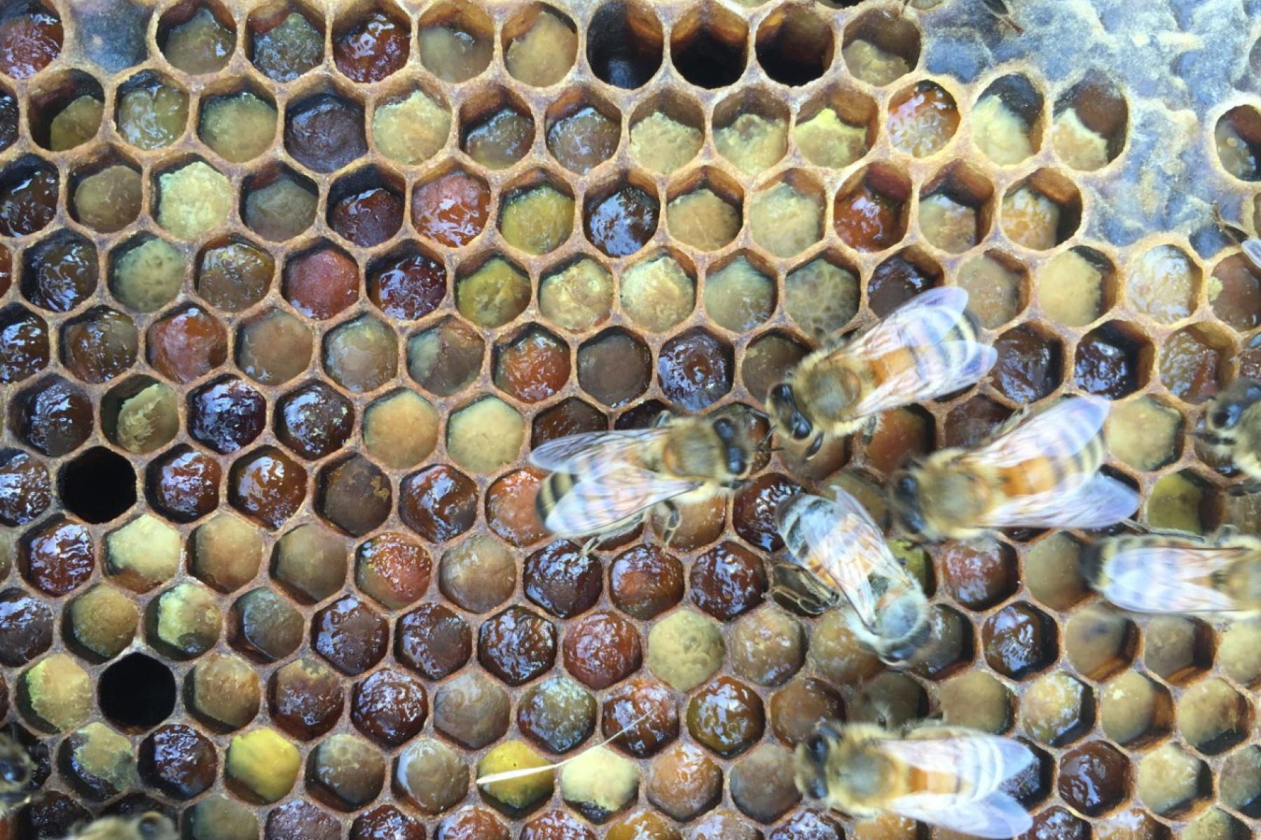 Bienen auf Waben