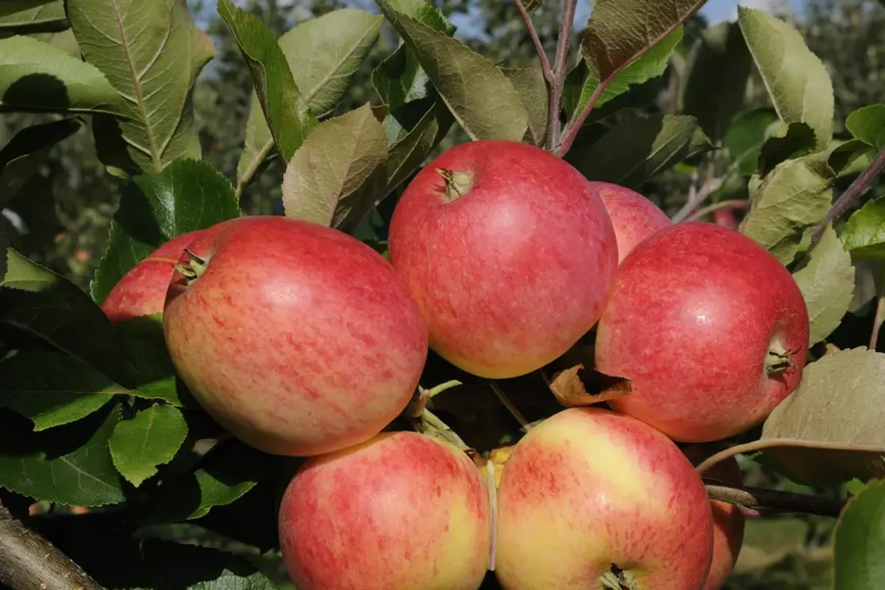 Äpfel an einem Zweig