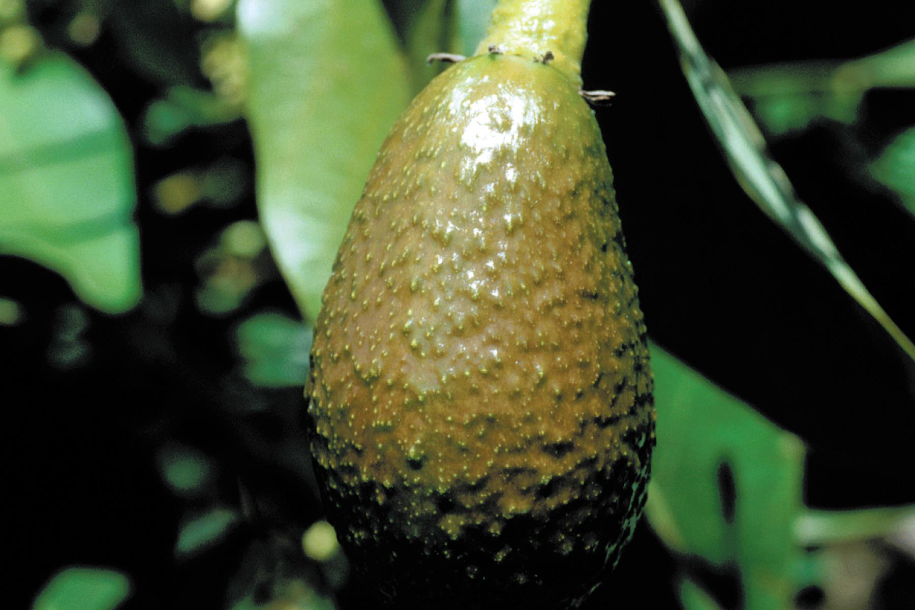 junge Avocado am Baum
