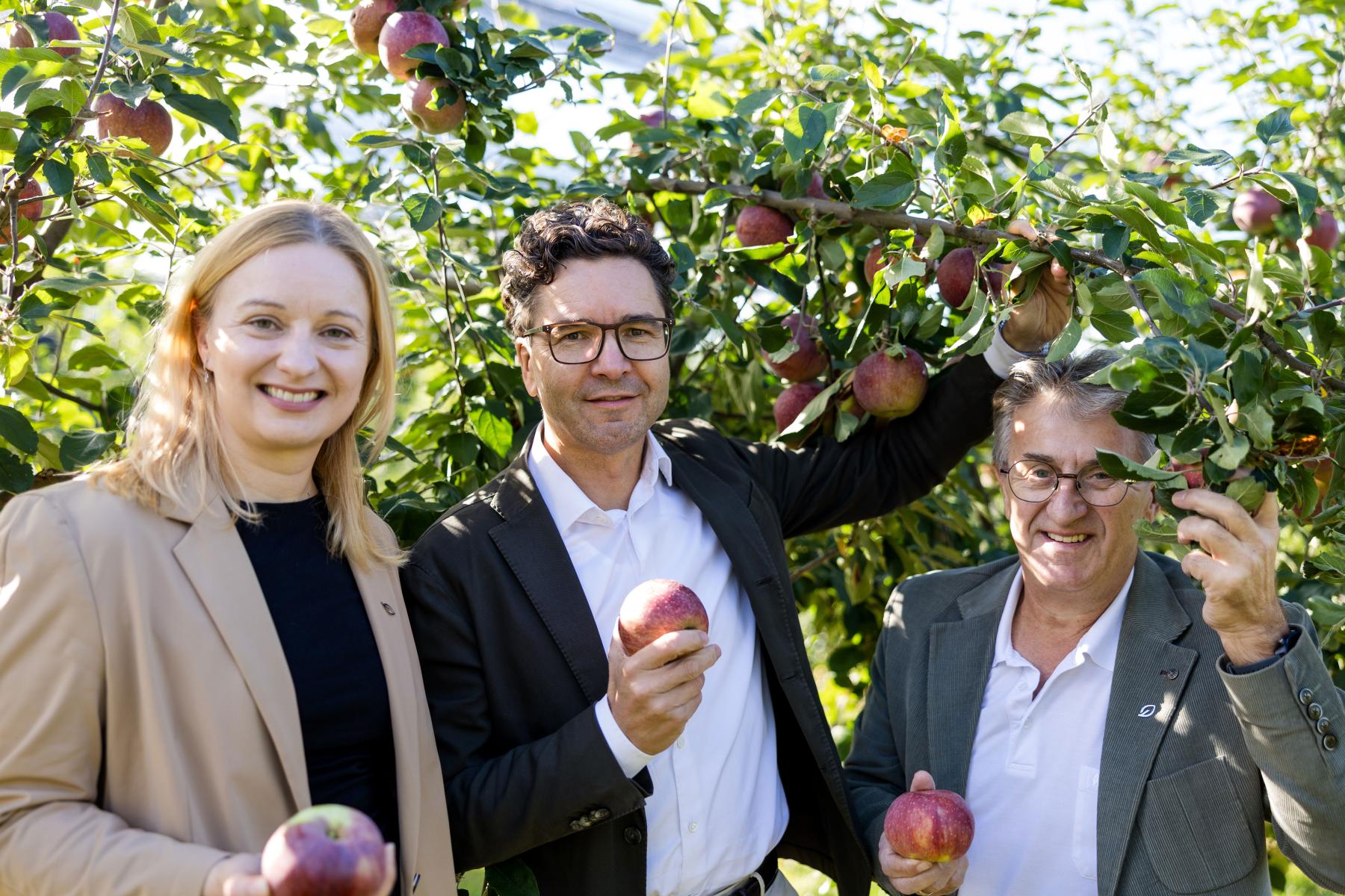 drei Menschen halten in einer Plantage Äpfel in der Hand