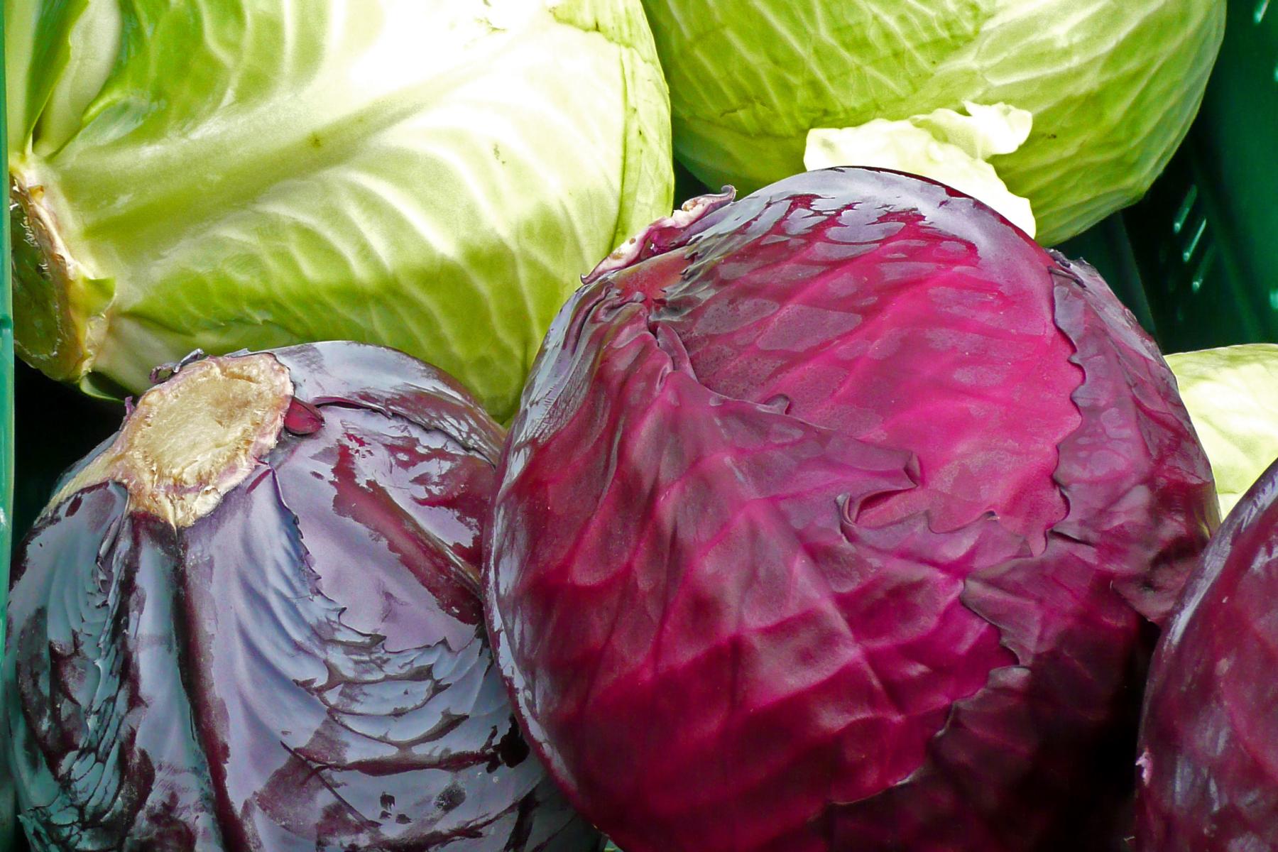 Weiß- und Rotkohl
