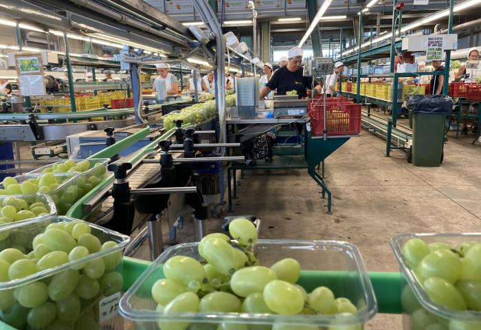 Packstation mit grünen Trauben in durchsichtigen Plastikschalen, Arbeiter sortieren und verpacken die Trauben in einer Halle