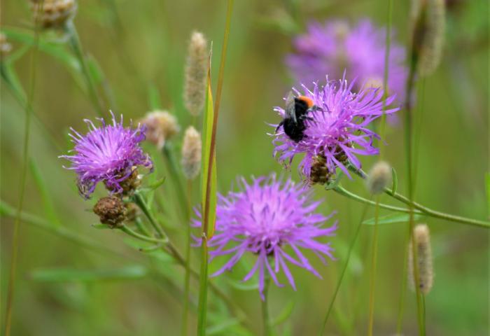 Steinhummel sitzt auf einer lila Blüte in einer Wiese mit Gräsern