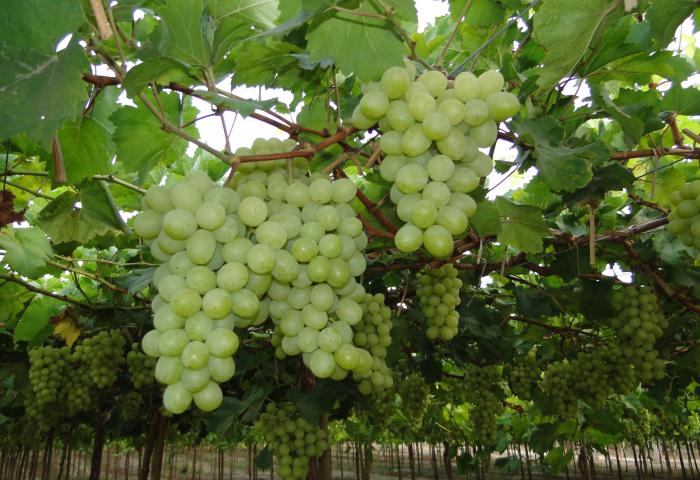 Kernlose weiße Tafeltrauben hängen in großen Trauben an Rebstöcken in einem Weinberg