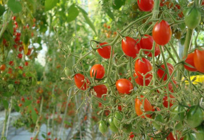 Reife und unreife Tomaten hängen an einem Strauch in einem Gewächshaus