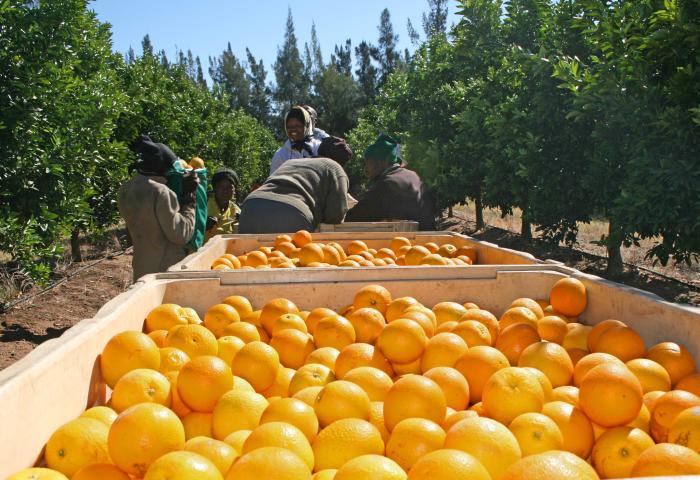 Ernte von Orangen in einem Obstgarten mit mehreren Personen, die Orangen in große Holzkisten legen