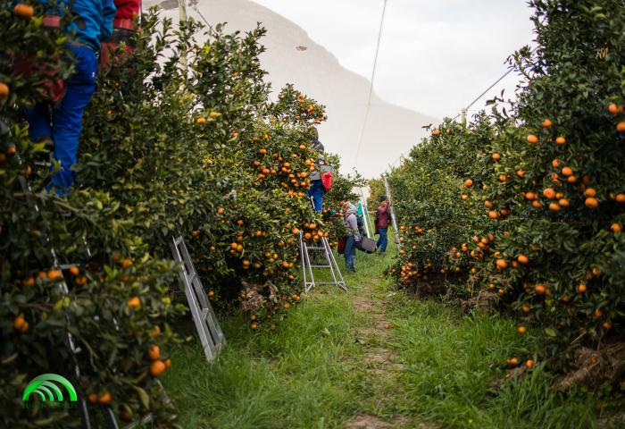 Menschen ernten Mandarinen in einem Obstgarten mit grünen Bäumen und Bergen im Hintergrund
