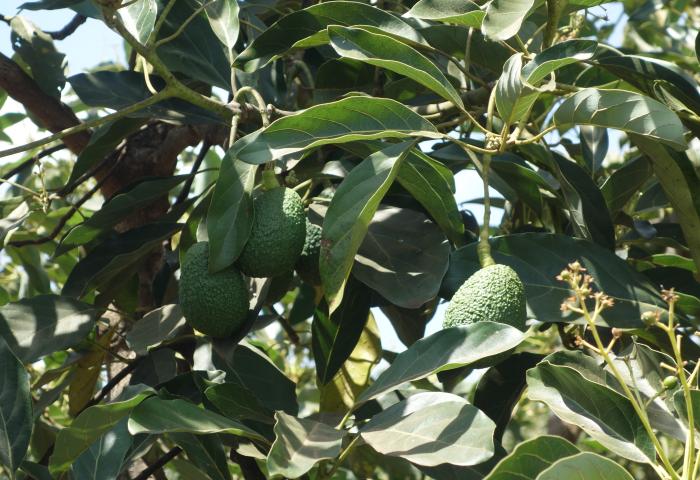 Zwei grüne Avocados hängen an einem Baum mit grünen Blättern