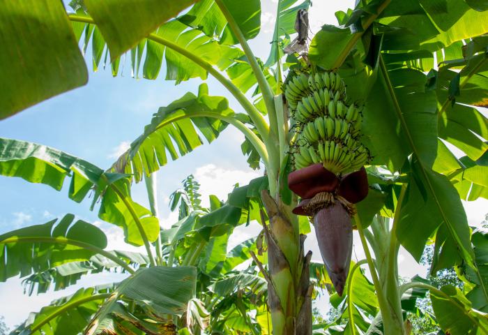 Grüne Bananen hängen an einer Staude zwischen großen Bananenblättern unter blauem Himmel
