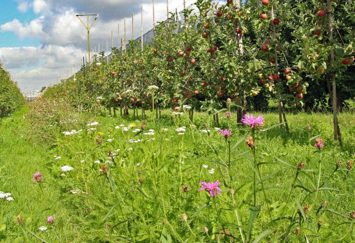 Blühende Fahrgasse unter blauem, aber bewölktem Himmel 