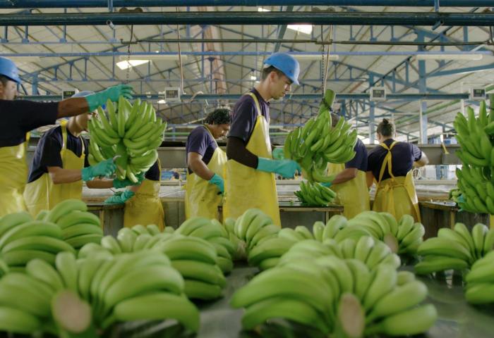 Arbeiter in gelben Schürzen und blauen Helmen sortieren grüne Bananen in einer Chiquita-Verpackungsanlage
