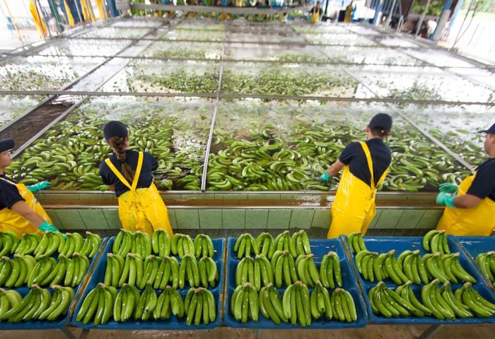 Vier Arbeiter in gelben Overalls bewässern und sortieren grüne Bananen in einer großen Halle mit Wasserbecken