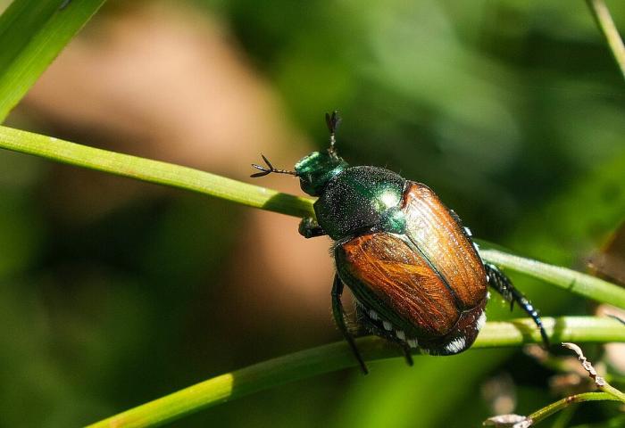 Nahaufnahme des Schadinsekts. Es ist etwa so groß wie eine Kaffeebohne. Es hat einen grün schimmernden Kopf und Halsschild und braune Flügeldecken. Ähnelt also dem heimischen aber harmlosen Gartenlaubkäfer.
