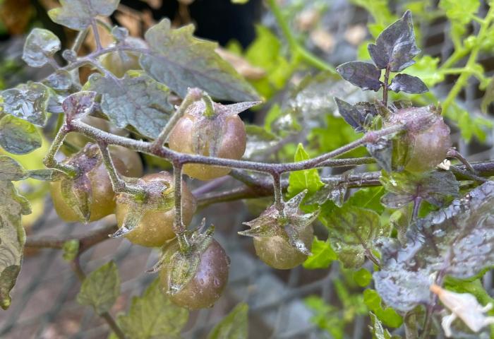 Rückentwickelte Tomaten von den Galápagos-Inseln an einem Zweig mit grünen und violetten Blättern