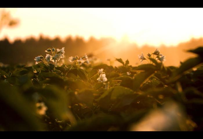 Kartoffelpflanzen mit weißen Blüten im Sonnenuntergang, Szene aus dem Imagefilm der Firma UNIKA