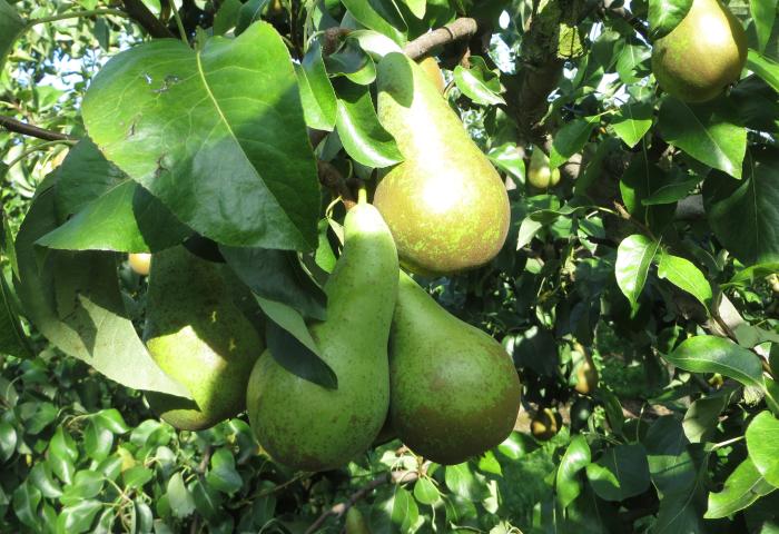 Reife grüne Birnen hängen an einem Baum mit grünen Blättern