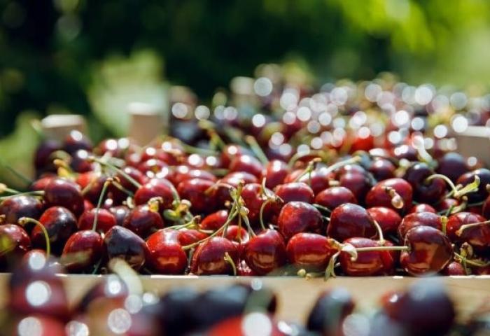 Frische rote Kirschen mit Stielen auf Holzkisten im Freien
