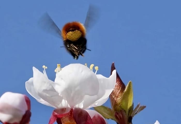 Mauerbiene fliegt auf eine weiße Blüte vor blauem Himmel zu