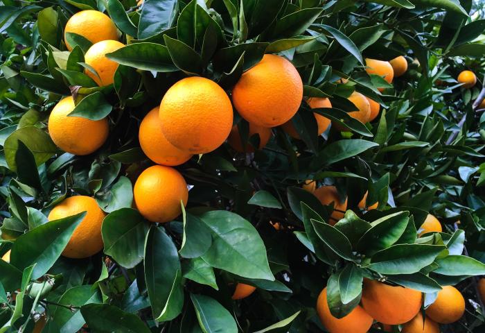 Reife Orangen hängen an einem Baum mit grünen Blättern