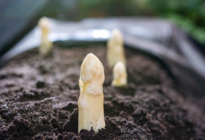 Weißer Spargel wächst stehend aus dunkler Erde in einem Beet