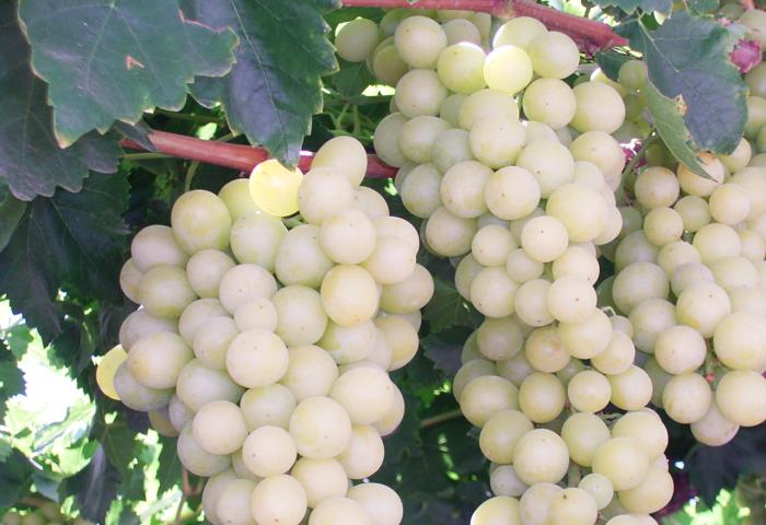 Zwei große Trauben mit hellgrünen, runden Beeren hängen an einem Rebstock mit grünen Blättern